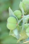 Euphorbia lathyris