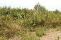 Melilotus albus