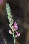 Onobrychis viciifolia