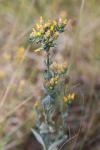 Blackstonia perfoliata