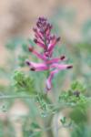 Fumaria officinalis