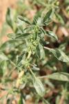 Amaranthus blitoides