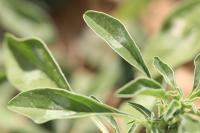 Amaranthus blitoides