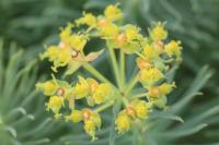 Euphorbia cyparissias