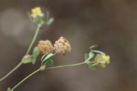 Trifolium campestre