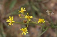 Senecio inaequidens