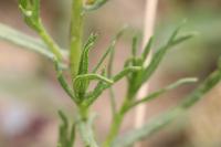 Senecio inaequidens