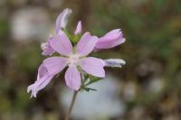 Malva moschata
