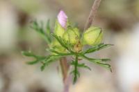 Malva moschata