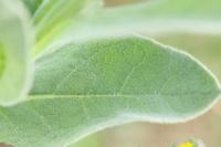 Verbascum thapsus