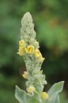 Verbascum thapsus