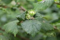 Corylus avellana