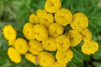 Tanacetum vulgare