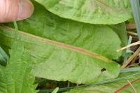 Rumex hydrolapathum