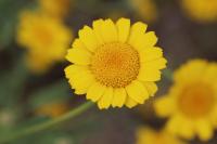 Glebionis segetum