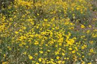 Glebionis segetum