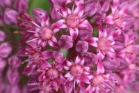 Hylotelephium telephium