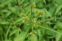 Cyperus eragrostis