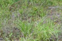 Cyperus eragrostis