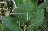 Succisa pratensis