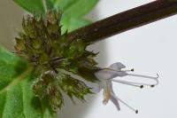 Mentha x verticillata