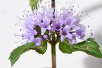 Mentha x verticillata