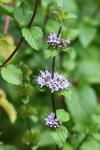 Mentha x verticillata