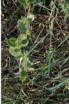 Ononis spinosa subsp. procurrens
