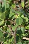 Ononis spinosa subsp. procurrens