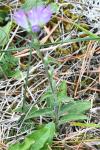 Campanula glomerata