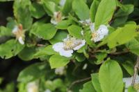 Crataegus germanica