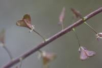 Capsella rubella
