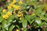 Berberis aquifolium