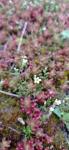 Saxifraga tridactylites