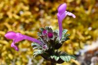Lamium amplexicaule