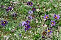 Pulsatilla vulgaris