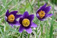 Pulsatilla vulgaris