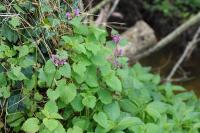 Lamium maculatum