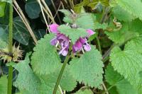 Lamium maculatum