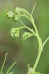 Senecio inaequidens