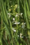 Platanthera chlorantha