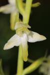 Platanthera chlorantha