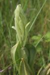 Himantoglossum hircinum