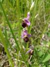 Ophrys holosericea