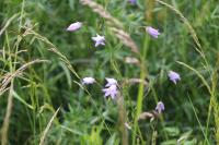 Campanula rapunculus