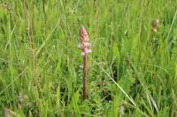 Orobanche picridis-hieracioidis