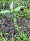 Stellaria alsine