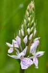 Dactylorhiza maculata