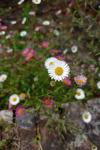 Erigeron karvinskianus
