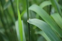 Phalaris arundinacea